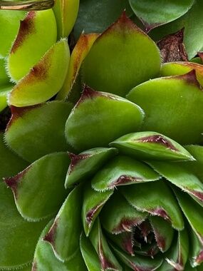 Patagonia Fiona Parka Women's size L